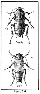 biology cockroach